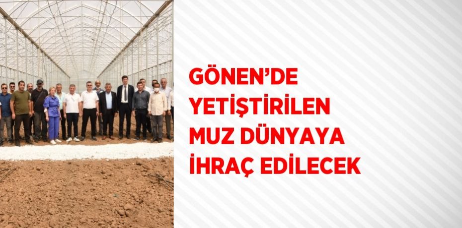 GÖNEN’DE YETİŞTİRİLEN MUZ DÜNYAYA İHRAÇ EDİLECEK