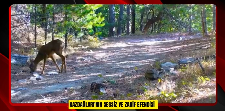 Kazdağları'nın sessiz ve zarif efendisi  