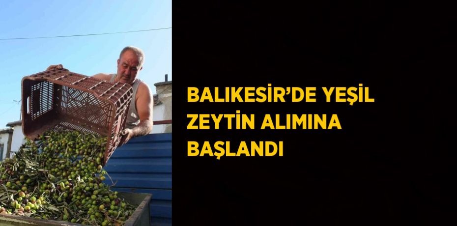 BALIKESİR’DE YEŞİL ZEYTİN ALIMINA BAŞLANDI