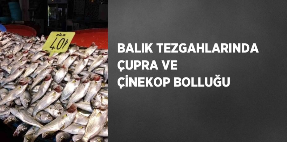 BALIK TEZGAHLARINDA ÇUPRA VE ÇİNEKOP BOLLUĞU
