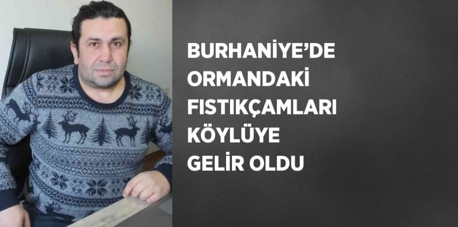 BURHANİYE’DE ORMANDAKİ FISTIKÇAMLARI KÖYLÜYE GELİR OLDU