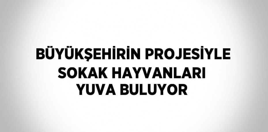 BÜYÜKŞEHİRİN PROJESİYLE SOKAK HAYVANLARI YUVA BULUYOR