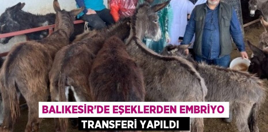 Balıkesir'de eşeklerden embriyo transferi yapıldı  