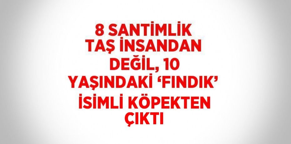 8 SANTİMLİK TAŞ İNSANDAN DEĞİL, 10 YAŞINDAKİ ‘FINDIK’ İSİMLİ KÖPEKTEN ÇIKTI