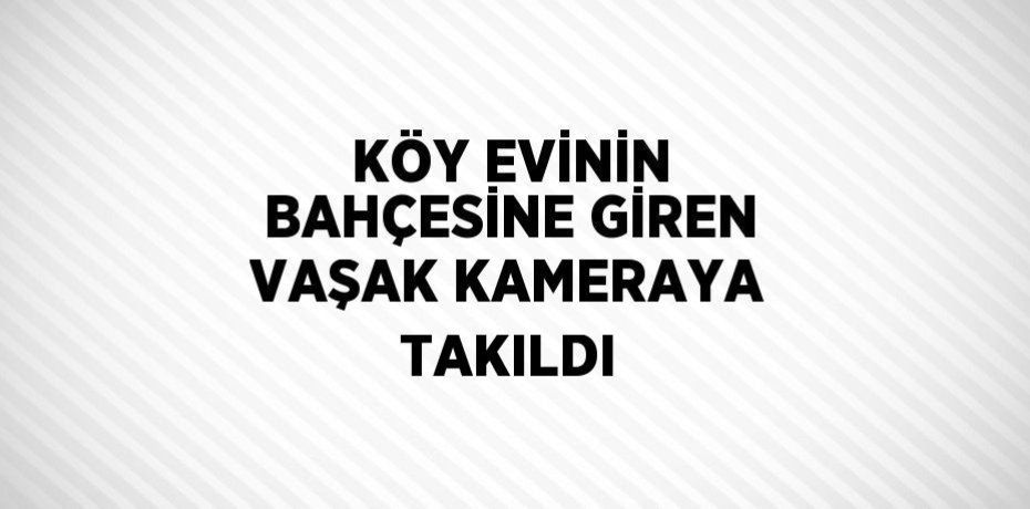 KÖY EVİNİN BAHÇESİNE GİREN VAŞAK KAMERAYA TAKILDI