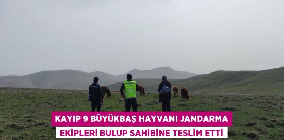 KAYIP 9 BÜYÜKBAŞ HAYVANI JANDARMA EKİPLERİ BULUP SAHİBİNE TESLİM ETTİ