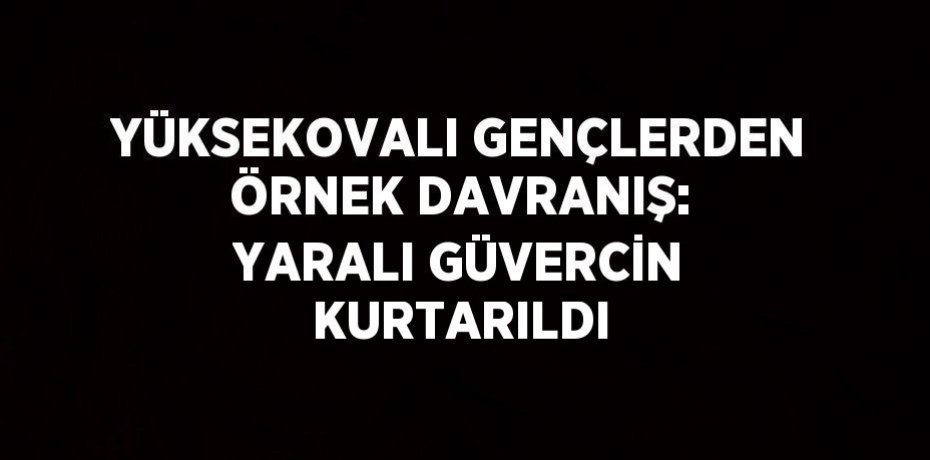 YÜKSEKOVALI GENÇLERDEN ÖRNEK DAVRANIŞ: YARALI GÜVERCİN KURTARILDI