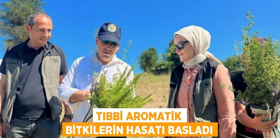 TIBBİ AROMATİK BİTKİLERİN HASATI BASLADI