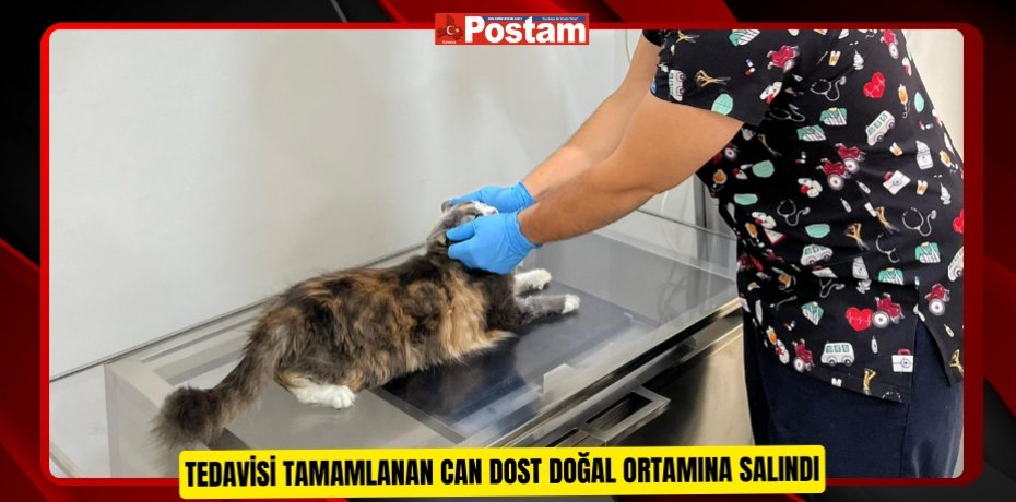 Tedavisi tamamlanan can dost doğal ortamına salındı