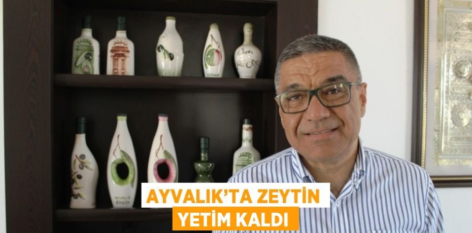 AYVALIK’TA ZEYTİN YETİM KALDI