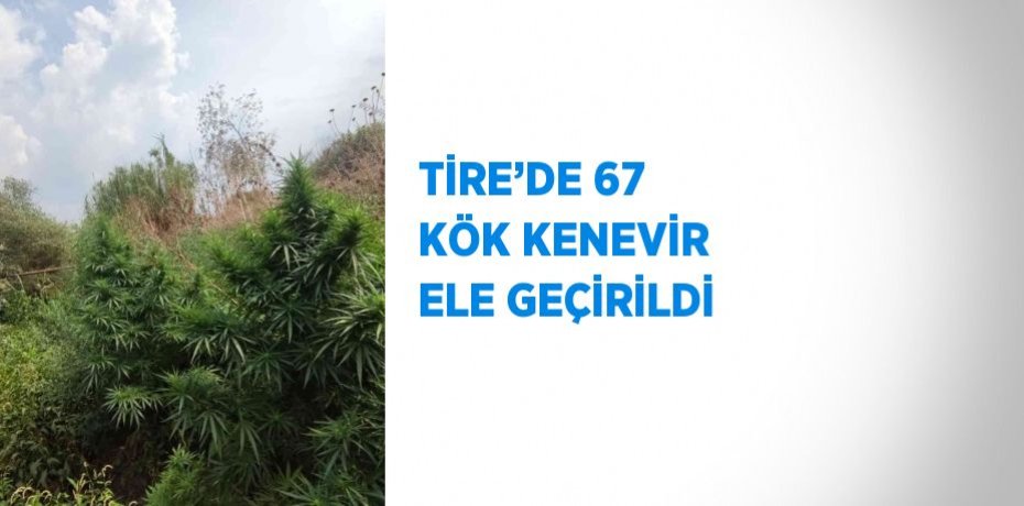 TİRE’DE 67 KÖK KENEVİR ELE GEÇİRİLDİ