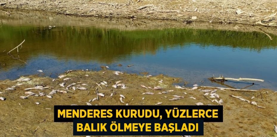 MENDERES KURUDU, YÜZLERCE BALIK ÖLMEYE BAŞLADI