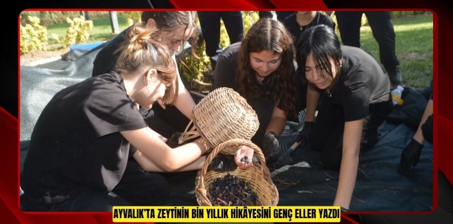 AYVALIK’TA ZEYTİNİN BİN YILLIK HİKÂYESİNİ GENÇ ELLER YAZDI