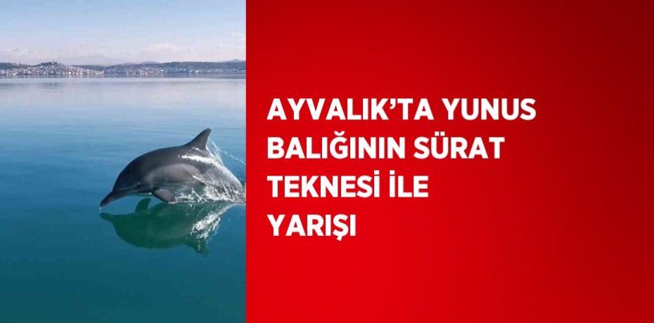 AYVALIK’TA YUNUS BALIĞININ SÜRAT TEKNESİ İLE YARIŞI
