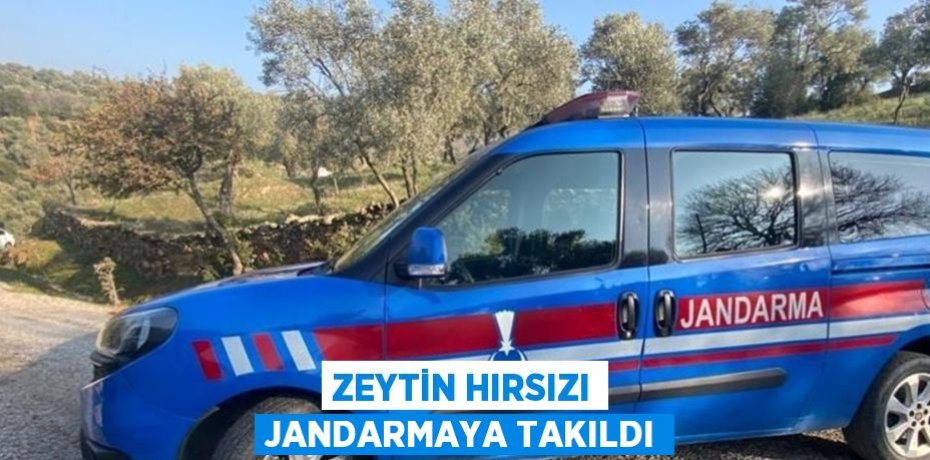 ZEYTİN HIRSIZI JANDARMAYA TAKILDI