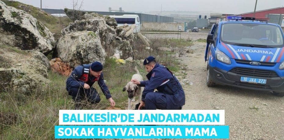 Balıkesir'de jandarmadan sokak hayvanlarına mama  
