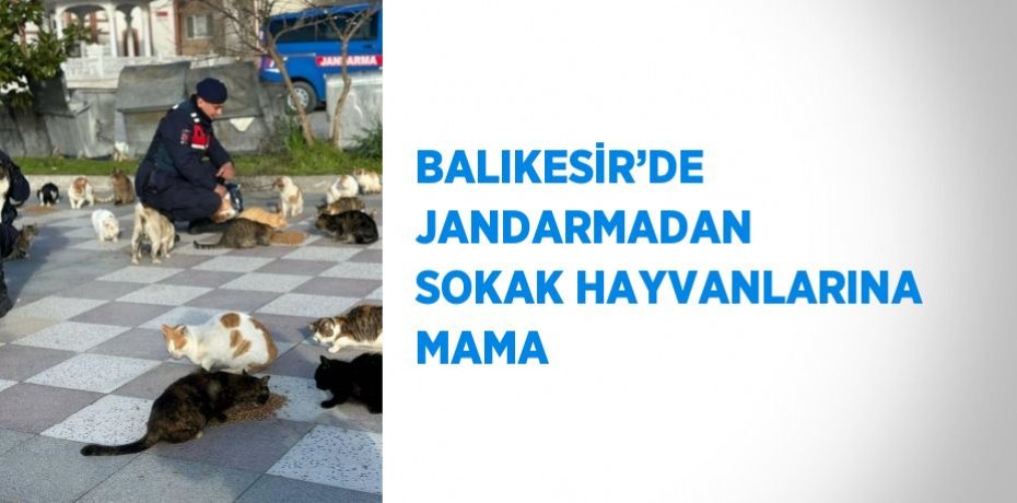 BALIKESİR’DE JANDARMADAN SOKAK HAYVANLARINA MAMA