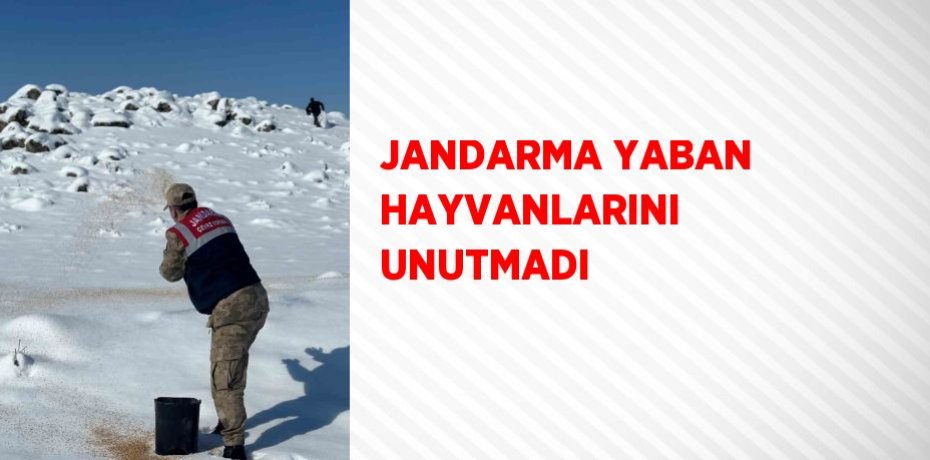 JANDARMA YABAN HAYVANLARINI UNUTMADI