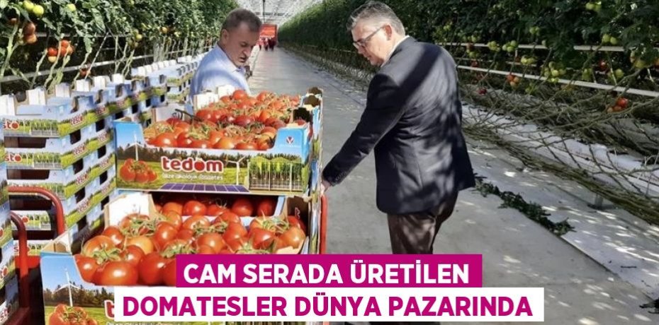 CAM SERADA ÜRETİLEN DOMATESLER DÜNYA PAZARINDA