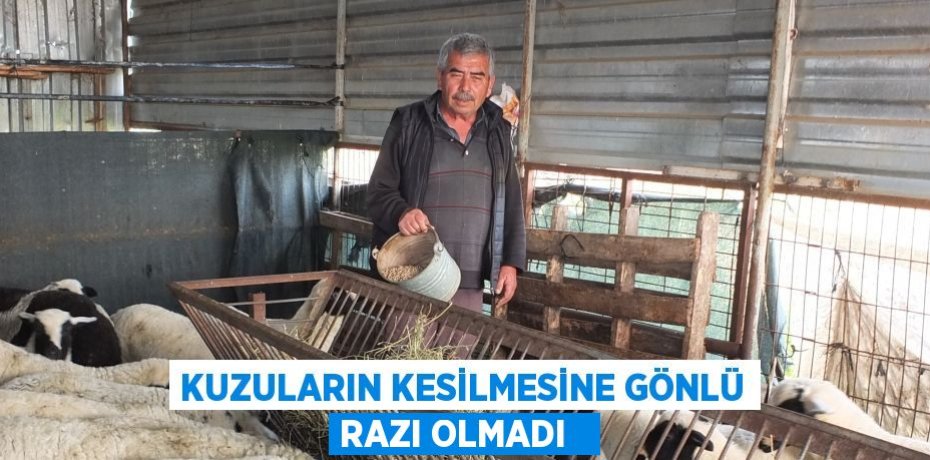 Kuzuların kesilmesine gönlü razı olmadı  