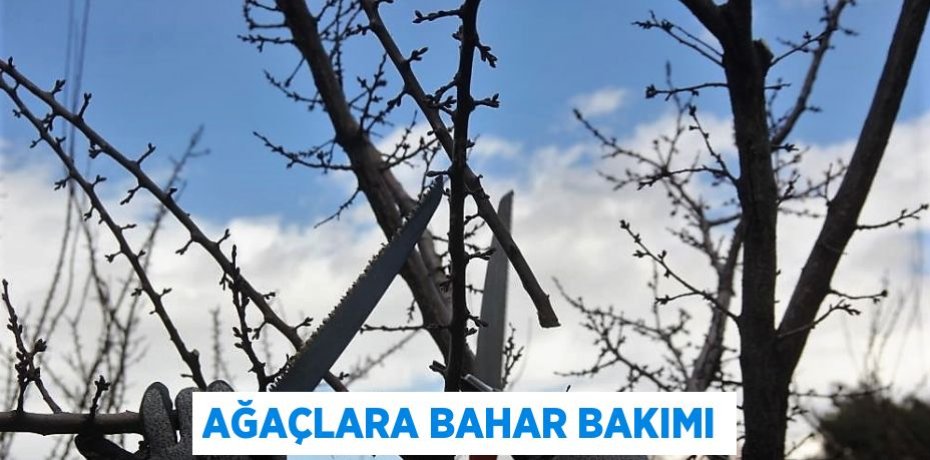 AĞAÇLARA BAHAR BAKIMI
