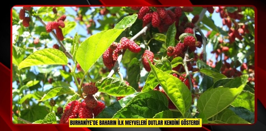 Burhaniye’de baharın ilk meyveleri dutlar kendini gösterdi