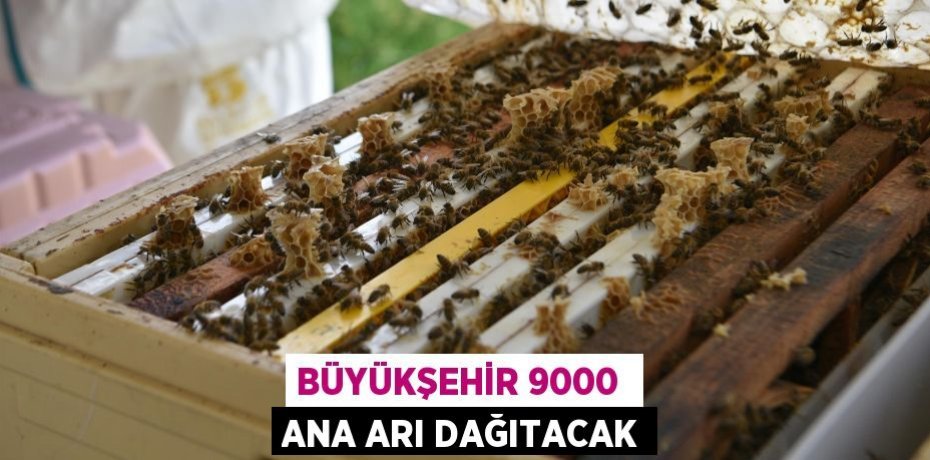 BÜYÜKŞEHİR 9000  ANA ARI DAĞITACAK