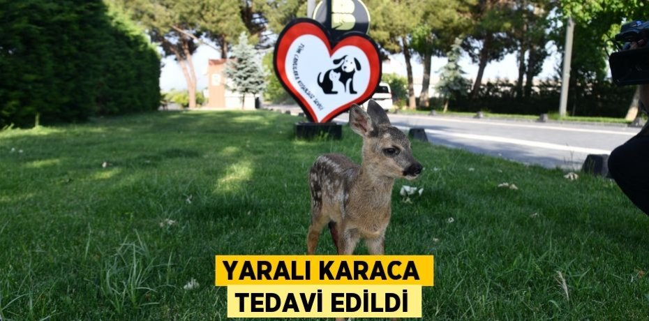 YARALI KARACA TEDAVİ EDİLDİ