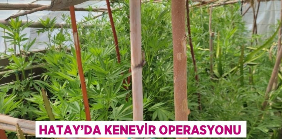 HATAY’DA KENEVİR OPERASYONU