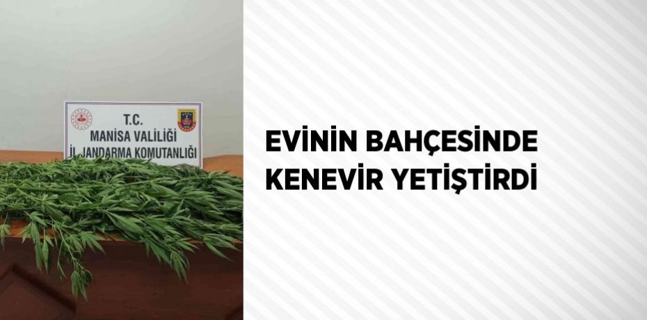 EVİNİN BAHÇESİNDE KENEVİR YETİŞTİRDİ