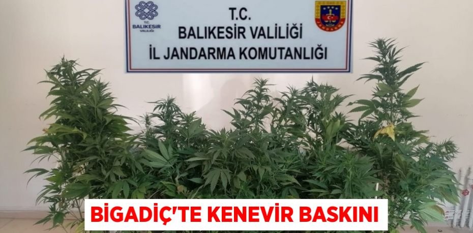 Bigadiç'te kenevir baskını
