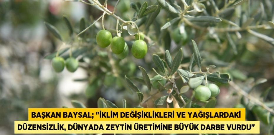 Başkan Baysal; "İklim değişiklikleri ve yağışlardaki düzensizlik, dünyada zeytin üretimine büyük darbe vurdu"