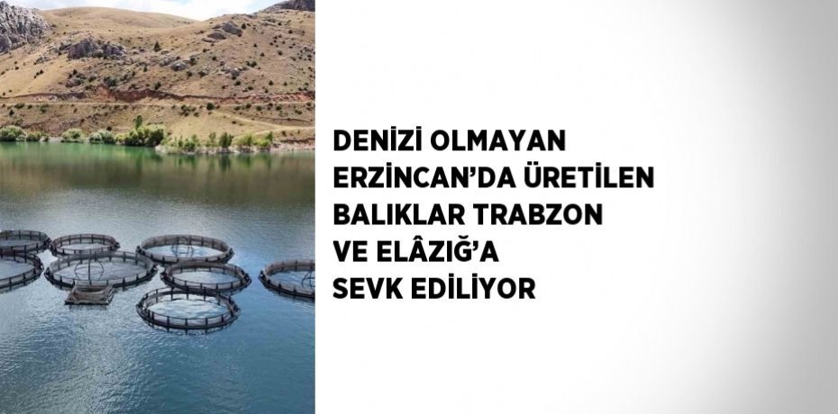 DENİZİ OLMAYAN ERZİNCAN’DA ÜRETİLEN BALIKLAR TRABZON VE ELÂZIĞ’A SEVK EDİLİYOR