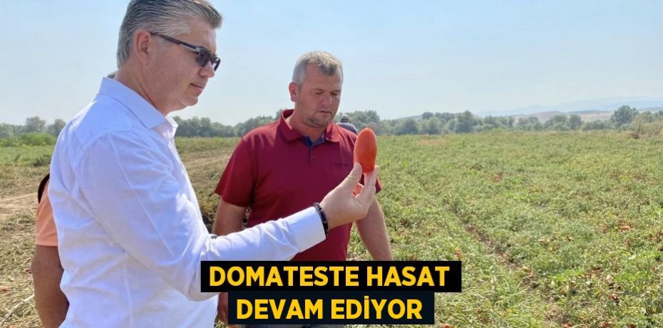 Domateste Hasat Devam Ediyor