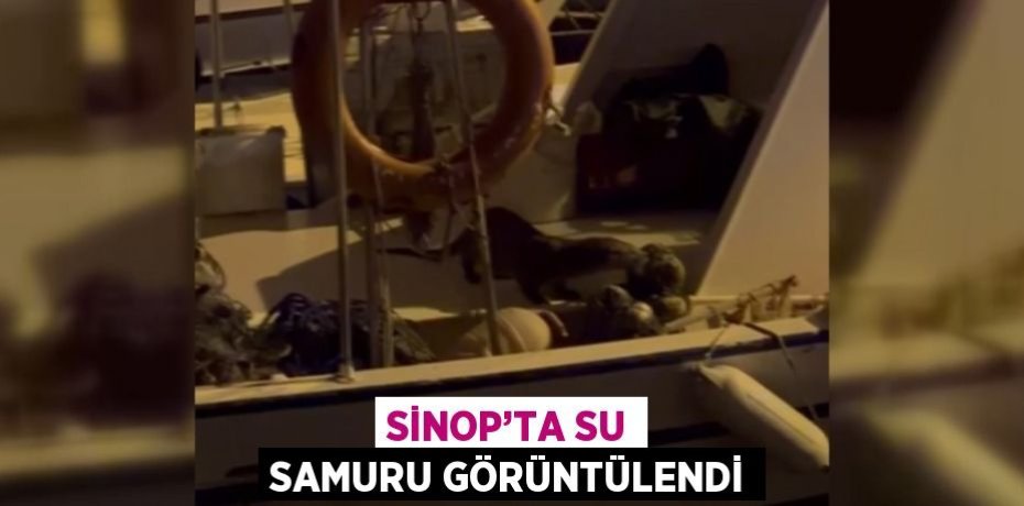 SİNOP’TA SU SAMURU GÖRÜNTÜLENDİ