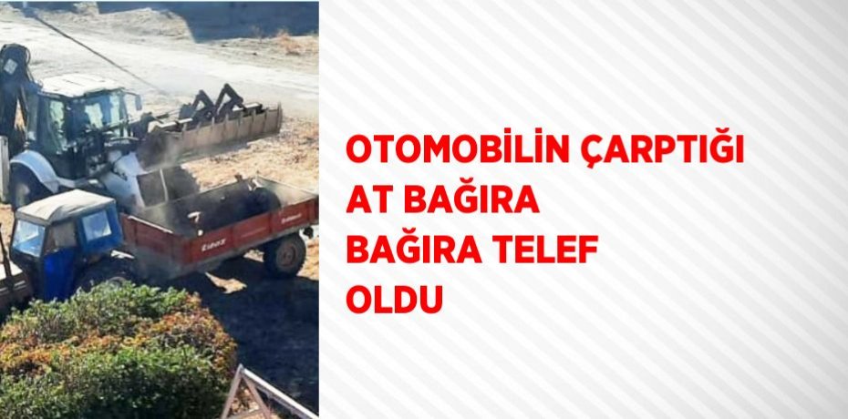 OTOMOBİLİN ÇARPTIĞI AT BAĞIRA BAĞIRA TELEF OLDU