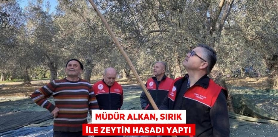 MÜDÜR ALKAN, SIRIK İLE ZEYTİN HASADI YAPTI