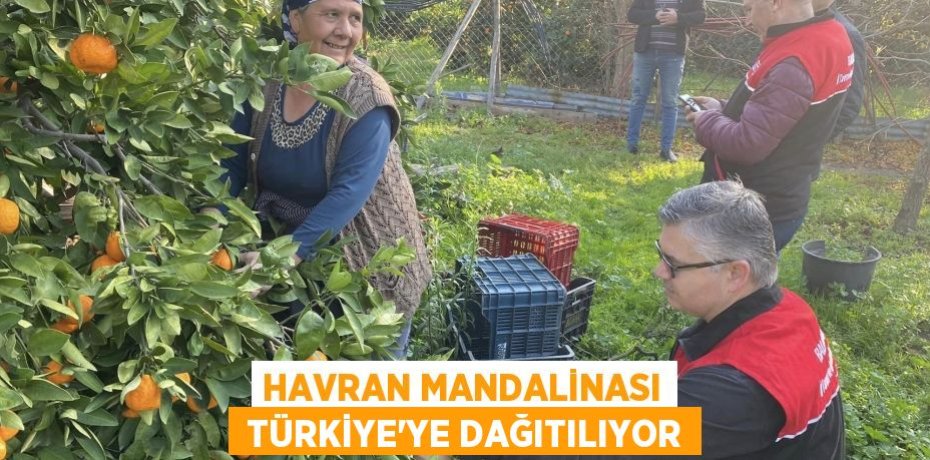 HAVRAN MANDALİNASI  TÜRKİYE’YE DAĞITILIYOR