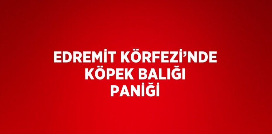 EDREMİT KÖRFEZİ’NDE KÖPEK BALIĞI PANİĞİ