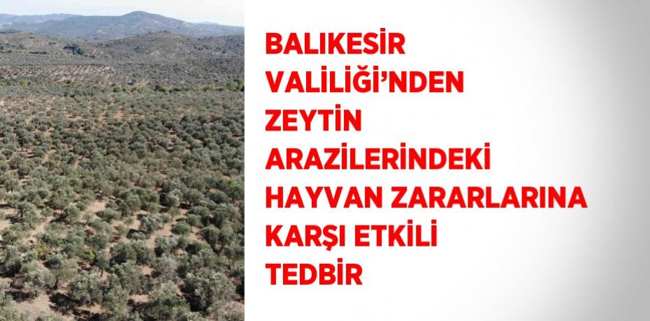 BALIKESİR VALİLİĞİ’NDEN ZEYTİN ARAZİLERİNDEKİ HAYVAN ZARARLARINA KARŞI ETKİLİ TEDBİR