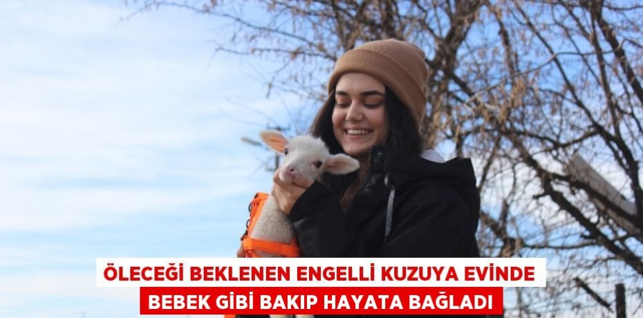 Öleceği beklenen engelli kuzuya evinde bebek gibi bakıp hayata bağladı