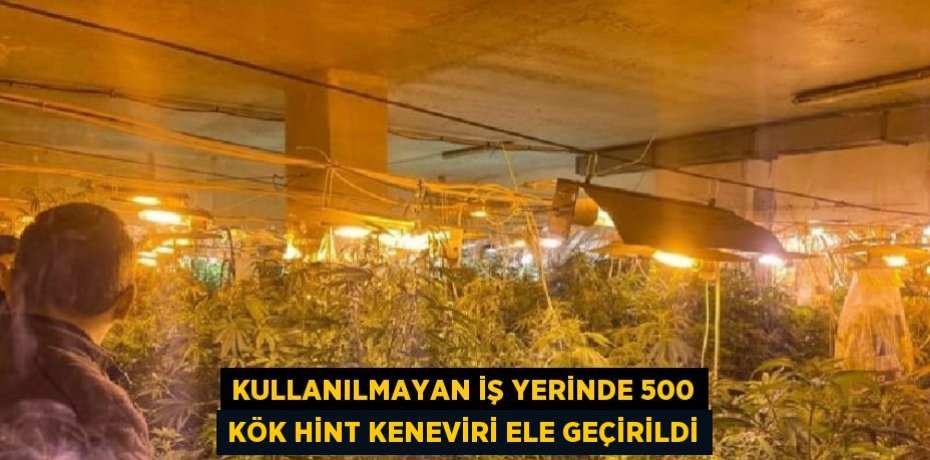 KULLANILMAYAN İŞ YERİNDE 500 KÖK HİNT KENEVİRİ ELE GEÇİRİLDİ