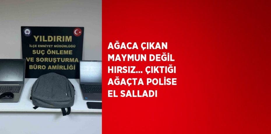 AĞACA ÇIKAN MAYMUN DEĞİL HIRSIZ... ÇIKTIĞI AĞAÇTA POLİSE EL SALLADI
