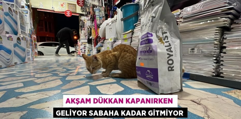 Akşam dükkan kapanırken geliyor sabaha kadar gitmiyor