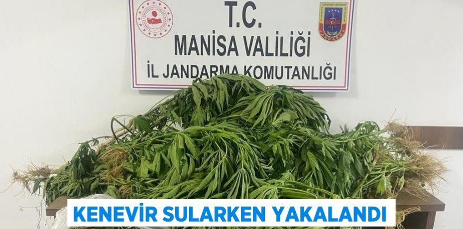 KENEVİR SULARKEN YAKALANDI