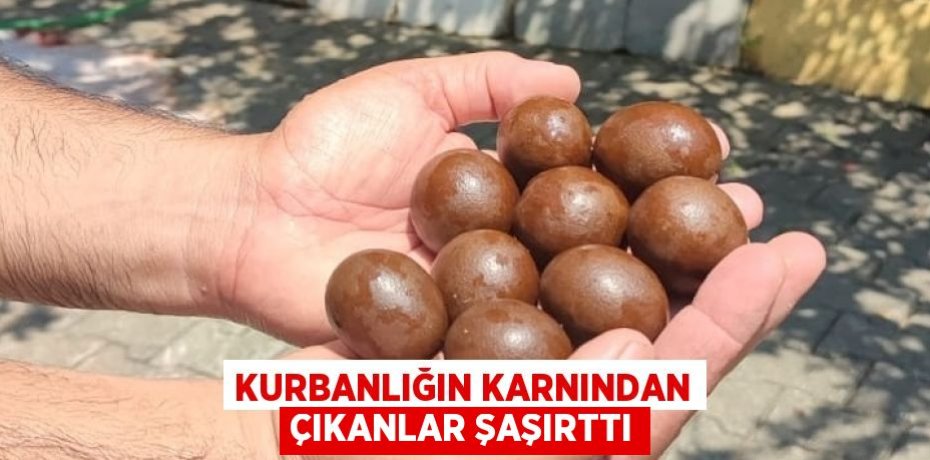 KURBANLIĞIN KARNINDAN ÇIKANLAR ŞAŞIRTTI