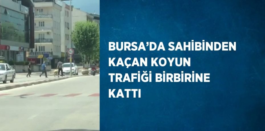 BURSA’DA SAHİBİNDEN KAÇAN KOYUN TRAFİĞİ BİRBİRİNE KATTI