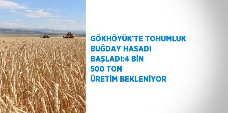 GÖKHÖYÜK’TE TOHUMLUK BUĞDAY HASADI BAŞLADI:4 BİN 500 TON ÜRETİM BEKLENİYOR