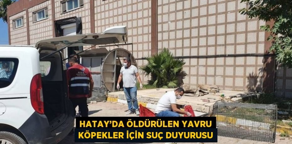 HATAY’DA ÖLDÜRÜLEN YAVRU KÖPEKLER İÇİN SUÇ DUYURUSU