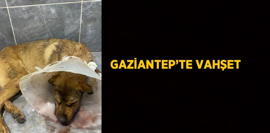 GAZİANTEP’TE VAHŞET